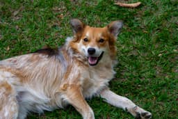 Trivia and talent battles